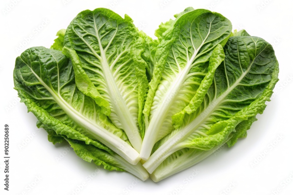 Fresh crisp hearts of romaine lettuce with delicate pale green leaves and crunchy white stalks isolated on a clean white background for healthy eating concepts. Fresh crisp hearts of romaine lettuce with delicate pale green leaves and crunchy white stalks isolated on a clean white background for healthy eating concepts.