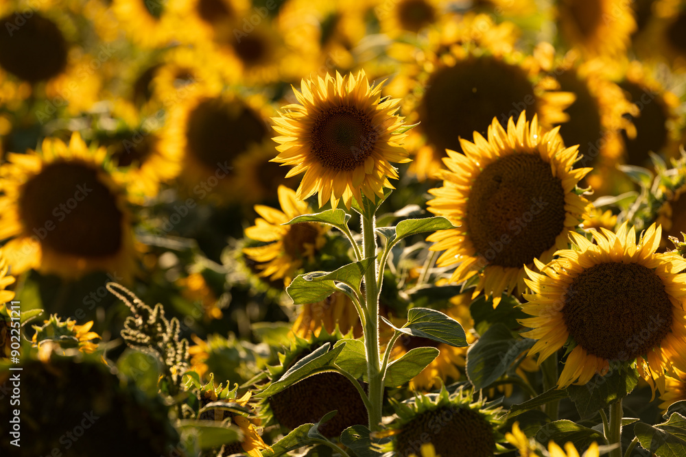 Fototapeta premium Beautiful field of sunflowers captured during golden hour