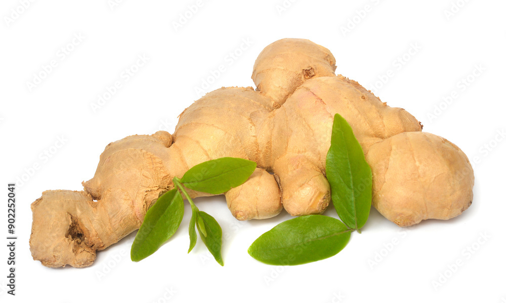 Fresh ginger root with leaves isolated on white background Fresh ginger root with leaves isolated on white background