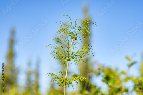 Equisetum sylvaticum, the wood horsetail, is a horsetail (family Equisetaceae) native to the Northern Hemisphere, occurring in North America and Eurasia, Healy, Alaska