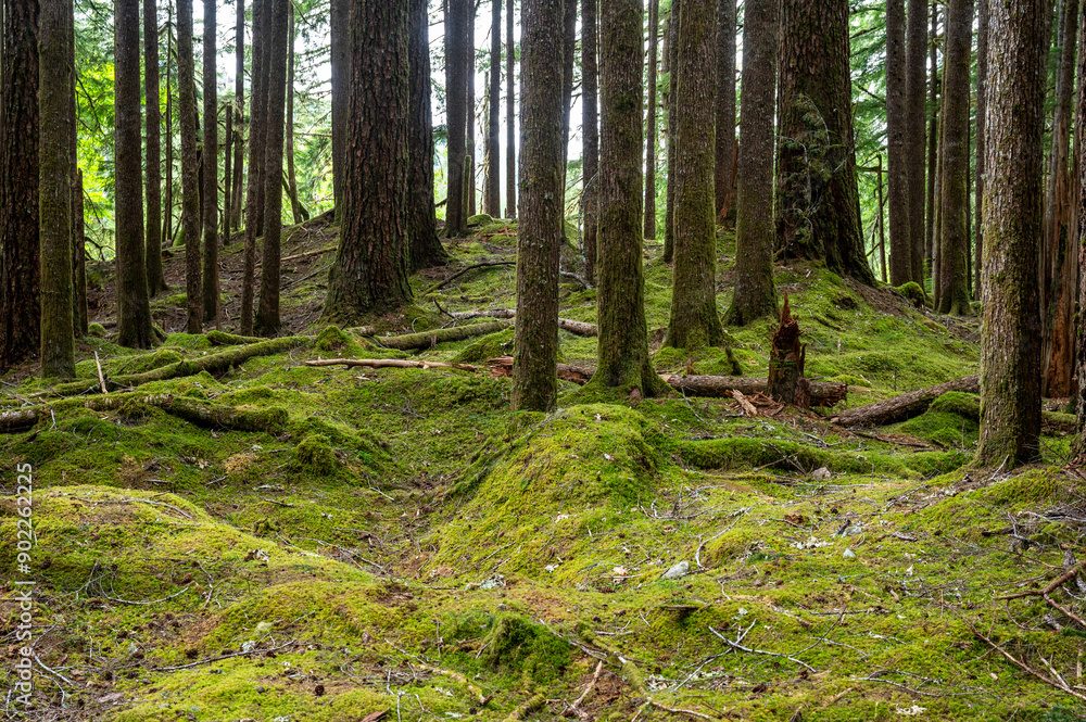 Fototapeta premium Beautiful Olympic National park in Washington