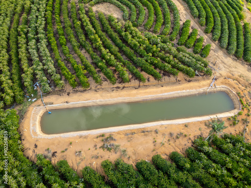 Aerial drone view of a conilon coffee plantation adjacent to an artificial irrigation lake in the rural area of Aguia Branca, Espirito Santo, Brazil