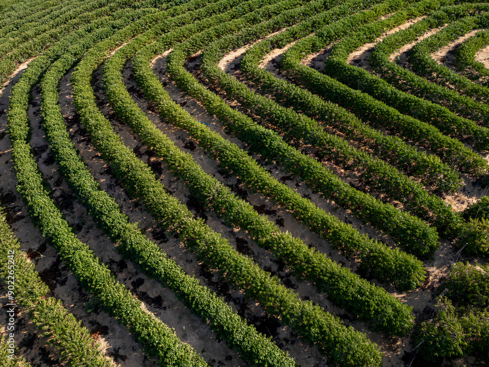 Perpendicular aerial drone view of conilon coffee plantations in the rural area of Aguia Branca, ES, Brazil. Perpendicular aerial drone view of conilon coffee plantations in the rural area of Aguia Branca, ES, Brazil.
