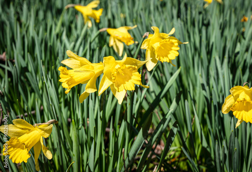 Closeup of beautiful yellow wild daffodil flowers with green leaves.