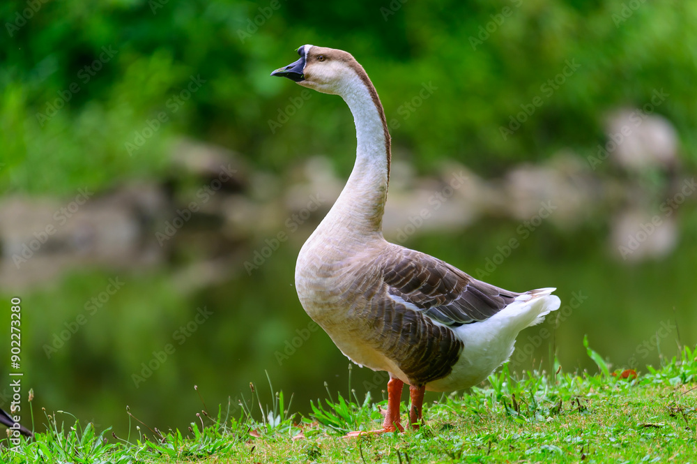 A Domestic Swan Goose at Lancaster Pennsylvania. A Domestic Swan Goose at Lancaster Pennsylvania.