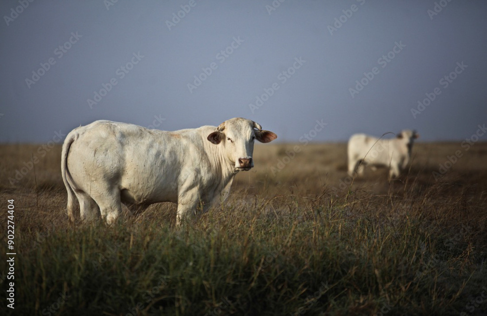 Two white cattle looking to camera from grassy paddock against early morning blue mist sky Two white cattle looking to camera from grassy paddock against early morning blue mist sky