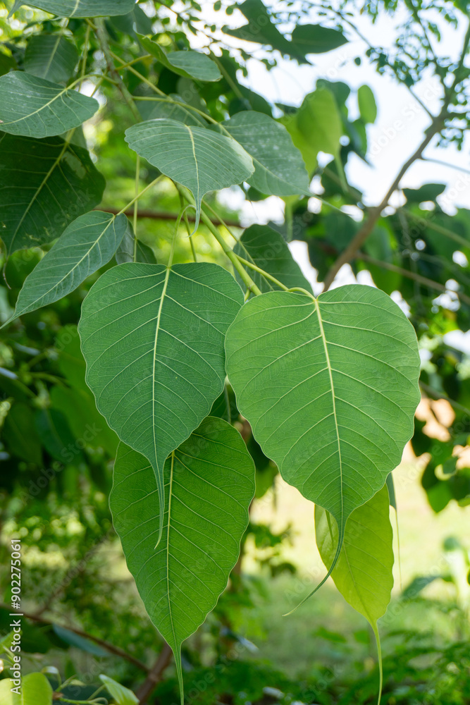 Ficus religiosa or sacred fig Ficus religiosa or sacred fig