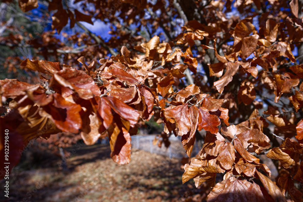 autumn leaves on a tree autumn leaves on a tree