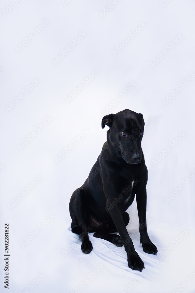 Black labrador retriever sitting on a white sheet. Black labrador retriever sitting on a white sheet.