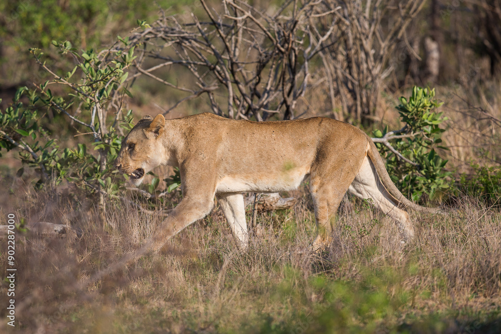 A lone Lioness walking through the african bush A lone Lioness walking through the african bush