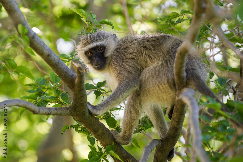 Fototapeta premium Vervet monkey sitting in a tree