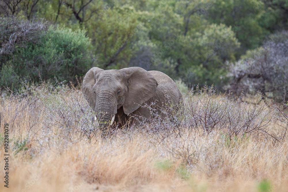 Fototapeta premium Elephant walking through the african bush