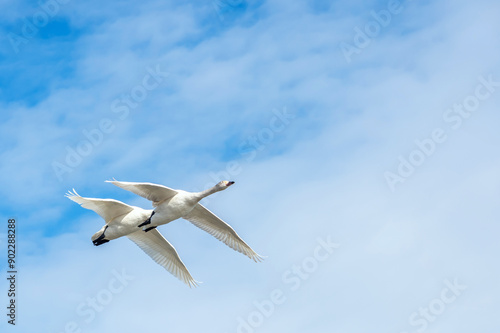 【資料：渡り鳥】力強く飛ぶ白鳥 photo