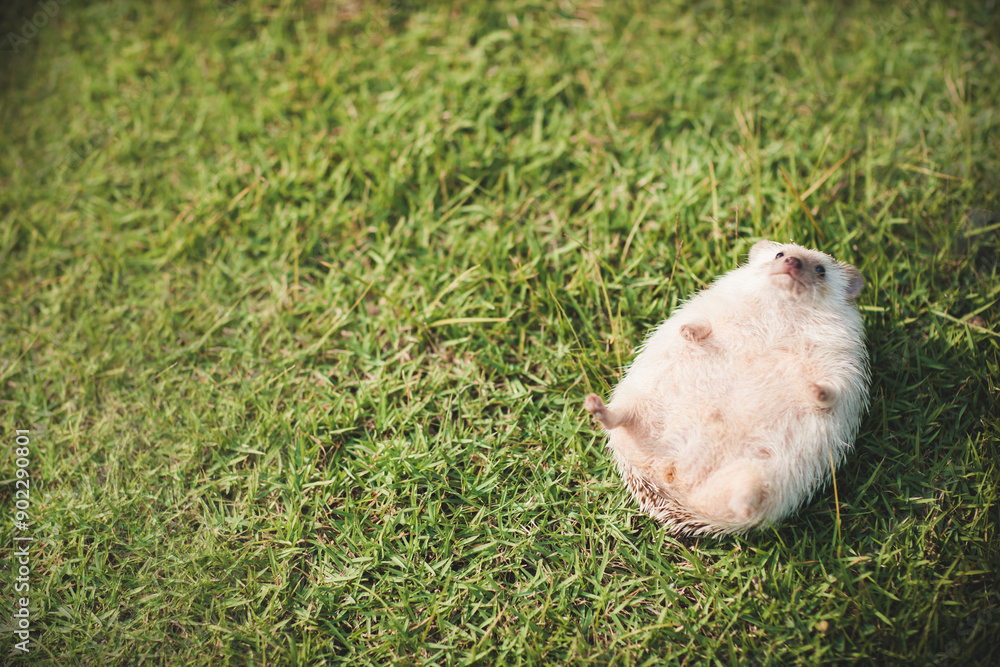Fototapeta premium Little hedgehog on the lawn