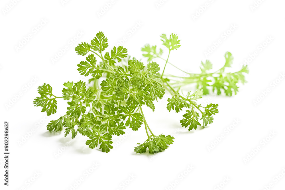 Fresh Green Chervil Sprig Isolated on White Background Fresh Green Chervil Sprig Isolated on White Background