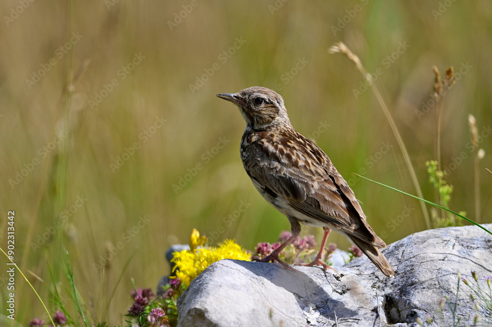 Fototapeta premium Heidelerche // Woodlark (Lullula arborea)