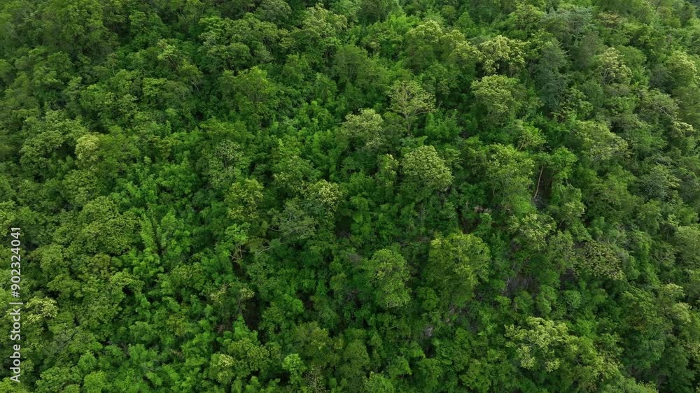 aerial view of dark green forest Abundant natural ecosystems of rainforest. Concept of nature forest preservation and reforestation. aerial view of dark green forest Abundant natural ecosystems of rainforest. Concept of nature forest preservation and reforestation.
