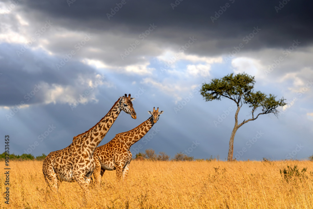 Fototapeta premium Two giraffes standing in tall grass on alone acacia tree background and storm sky