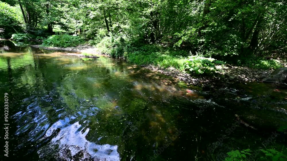 Tranquil Forest River - A Serene Oasis of Nature's Beauty Tranquil Forest River - A Serene Oasis of Nature's Beauty