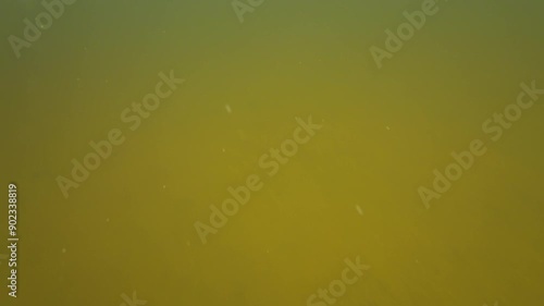 One fish being released by a fisherman back into the water from a boat in underwater lake diving footage. photo