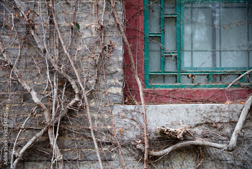 An old house covered with vines photo