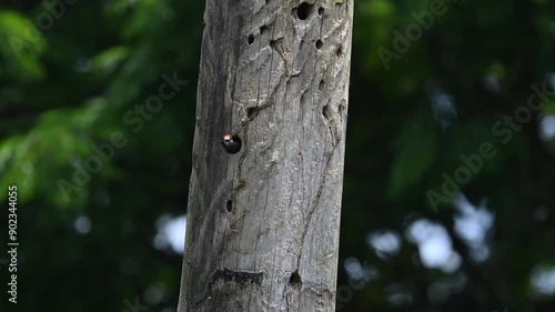 Black-cheeked woodpecker building its nest! photo