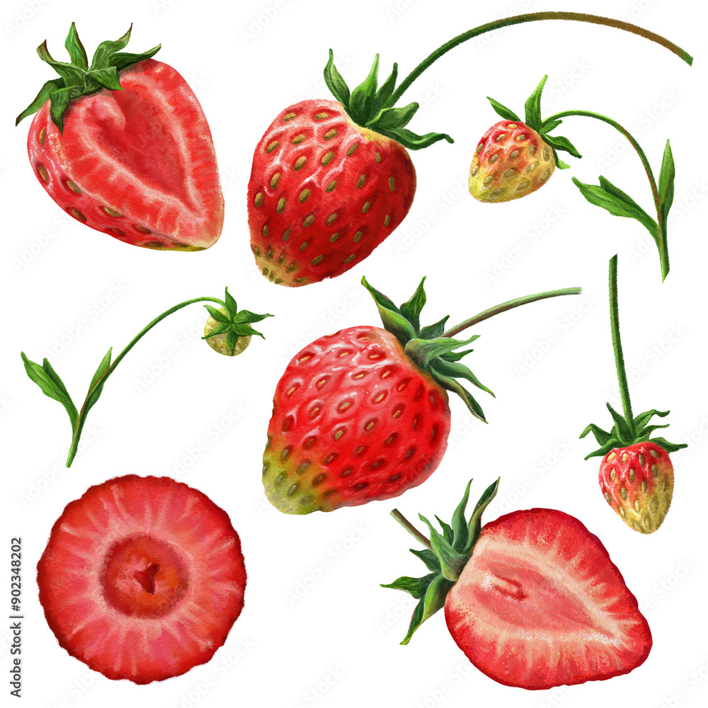 Hand drawn Strawberry fruits Set Hand drawn Strawberry fruits Set