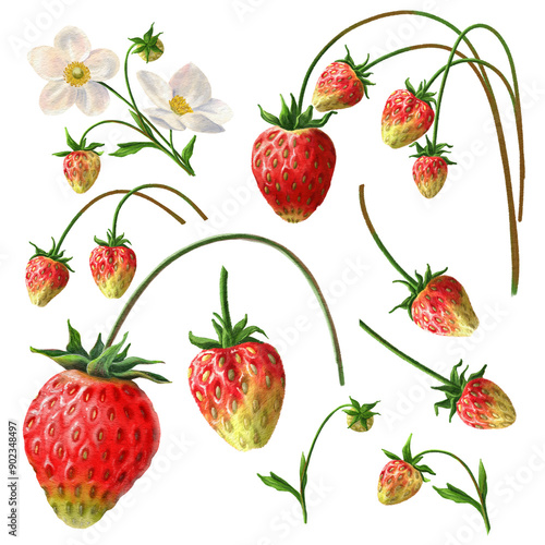 Garden Strawberry set with flowers