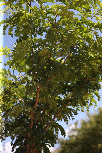 salvador, bahia, brazil - august 11, 2023: pau brasil tree - Paubrasilia echinata - seen in a flowerbed of an avinida in the city of Salvador. photo