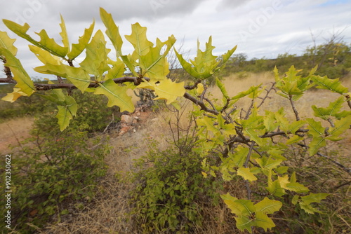 rodelas, bahia, brazil - june 15, 2024: Favela plant - cnidoscolus quercifolius. photo