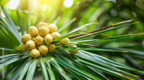 Green Saw Palmetto Berries