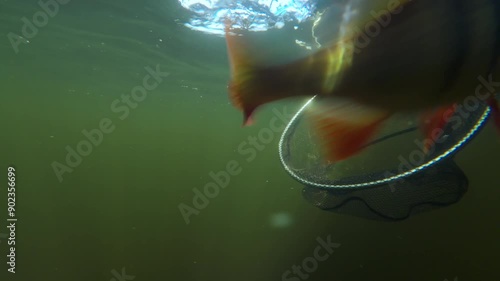 Big fish caught on a fishing lure landed in a fishing net in underwater lake diving footage photo