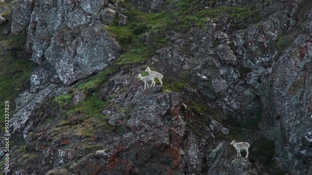 Group Of Dall Sheep Ram On Sheep Mountain In Kluane National Park, Yukon Territory, Canada. Wide Shot Group Of Dall Sheep Ram On Sheep Mountain In Kluane National Park, Yukon Territory, Canada. Wide Shot