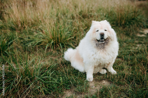 White Chow Chow Sitting on Green Grass on a Sunny Day