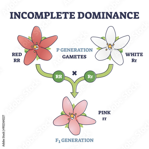 Incomplete dominance and new generation alleles variants outline diagram, transparent background. Labeled gametes parents crossed to produce an intermediate mixed offspring not dominant.