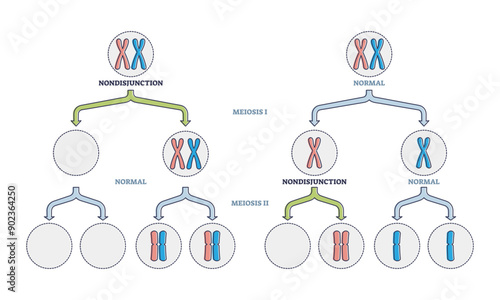 Nondisjunction as abnormal meiosis chromosome number outline diagram, transparent background. Labeled educational cell division sister chromatids phase failure scheme illustration.