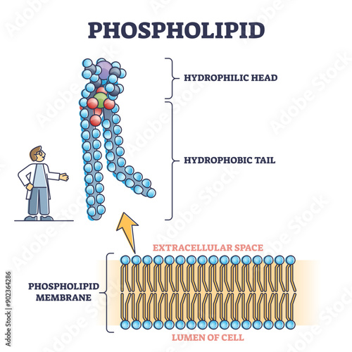 Phospholipid or phosphatides lipids microscopical structure outline diagram, transparent background. Labeled educational description with cells hydrophilic head.