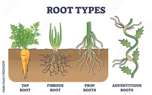 Root types examples in soil from side view in biological outline diagram, transparent background. Tap, fibrous, prop.