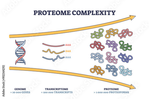 Proteome complexity as cellular complex microcosm outline diagram, transparent background. Labeled educational scheme with genome, transcriptome and proteome representation illustration.