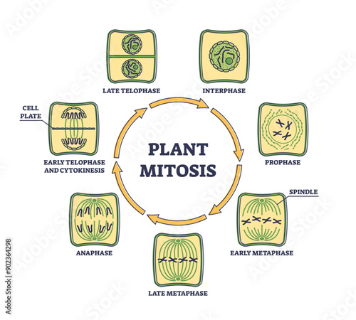 Plant cell mitosis and cellular division in educational outline diagram, transparent background.Biological process for parent cell split in two daughter parts illustration.