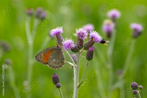 large butterfly feeding on a pink flower, Esperarge clymene photo