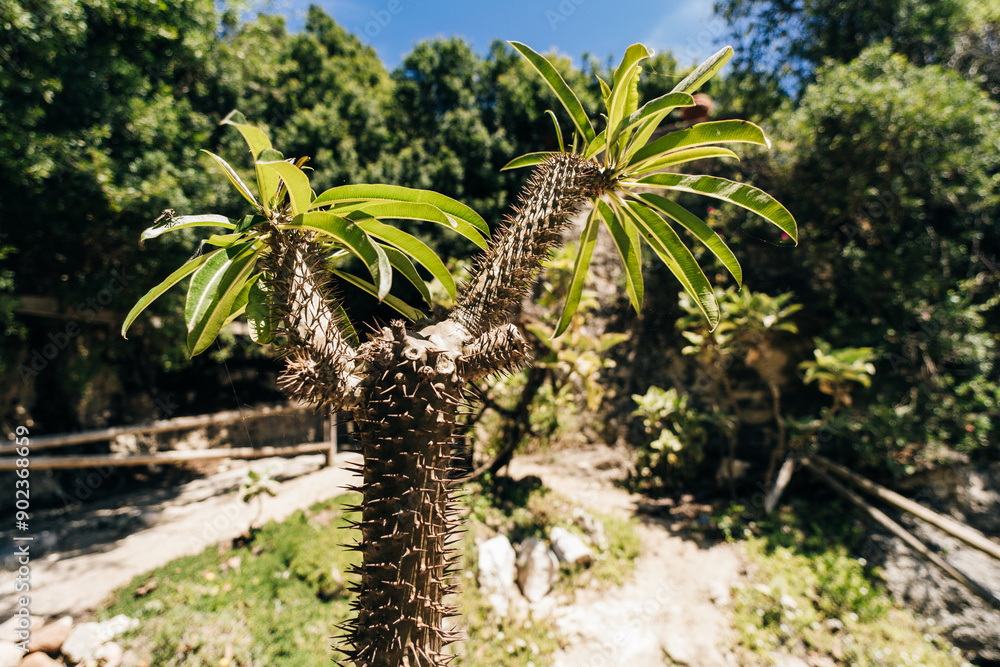 Obraz premium Spiky tree trunk and branches of a Madagascar palm