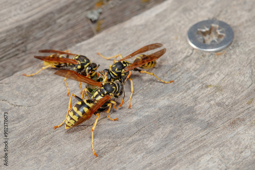 Group of Polistes dominula wasps feeding on a sunny day photo