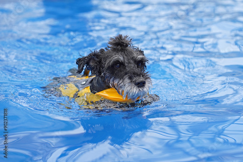 Konstfotografi A dog wearing a life jacket, a miniature schnauzer, swims in a pool