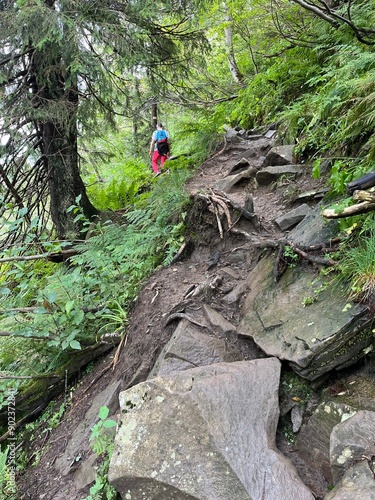 Wallpaper Mural Wędrówka przez las kamienistą, stromą ścieżką Torontodigital.ca