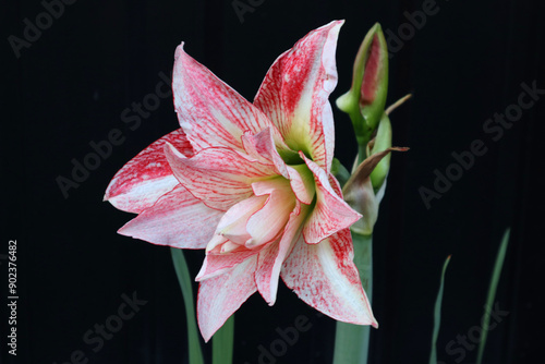 アマリリスの花、大輪、Beautiful bloom of pink amaryllis flower、コピースペース、背景