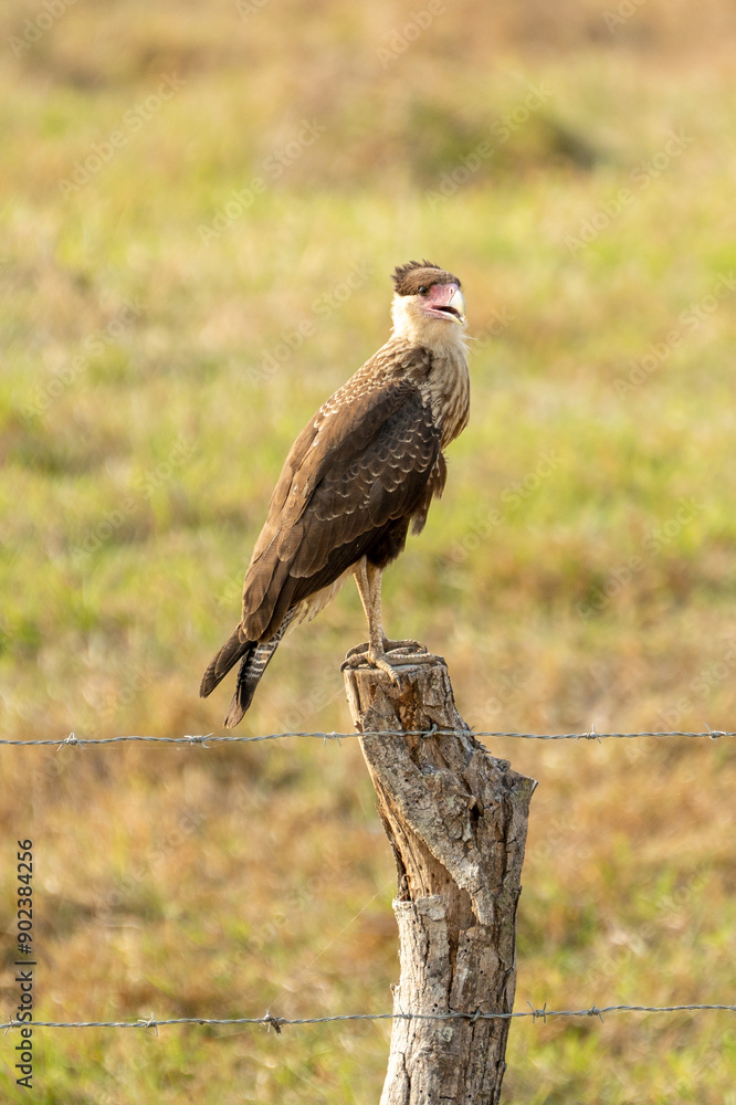 Fototapeta premium Northern Crested Caracara - Caracara cheriway bird of prey in the family Falconidae, formerly southern caracara (plancus) and the extinct Guadalupe caracara (lutosa), big falcon colorful on the green