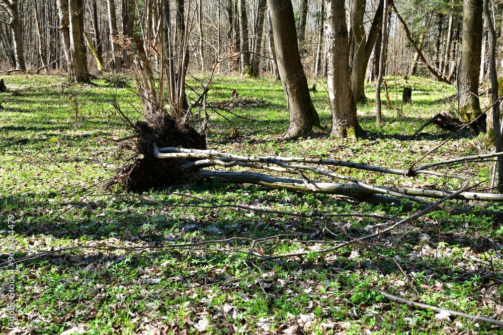 Fallen tree trunks with roots in the forest on a steep hill