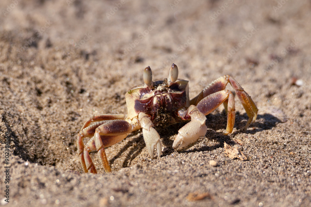 Horned Ghost Crab on the beach in Vietnam Horned Ghost Crab on the beach in Vietnam
