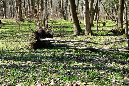 Obraz na płótnie Fallen tree trunks with roots in the forest on a steep hill w salonie